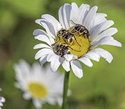 Beetle
